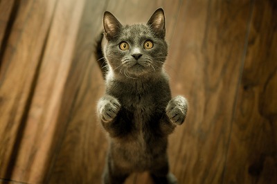 猫.jpg