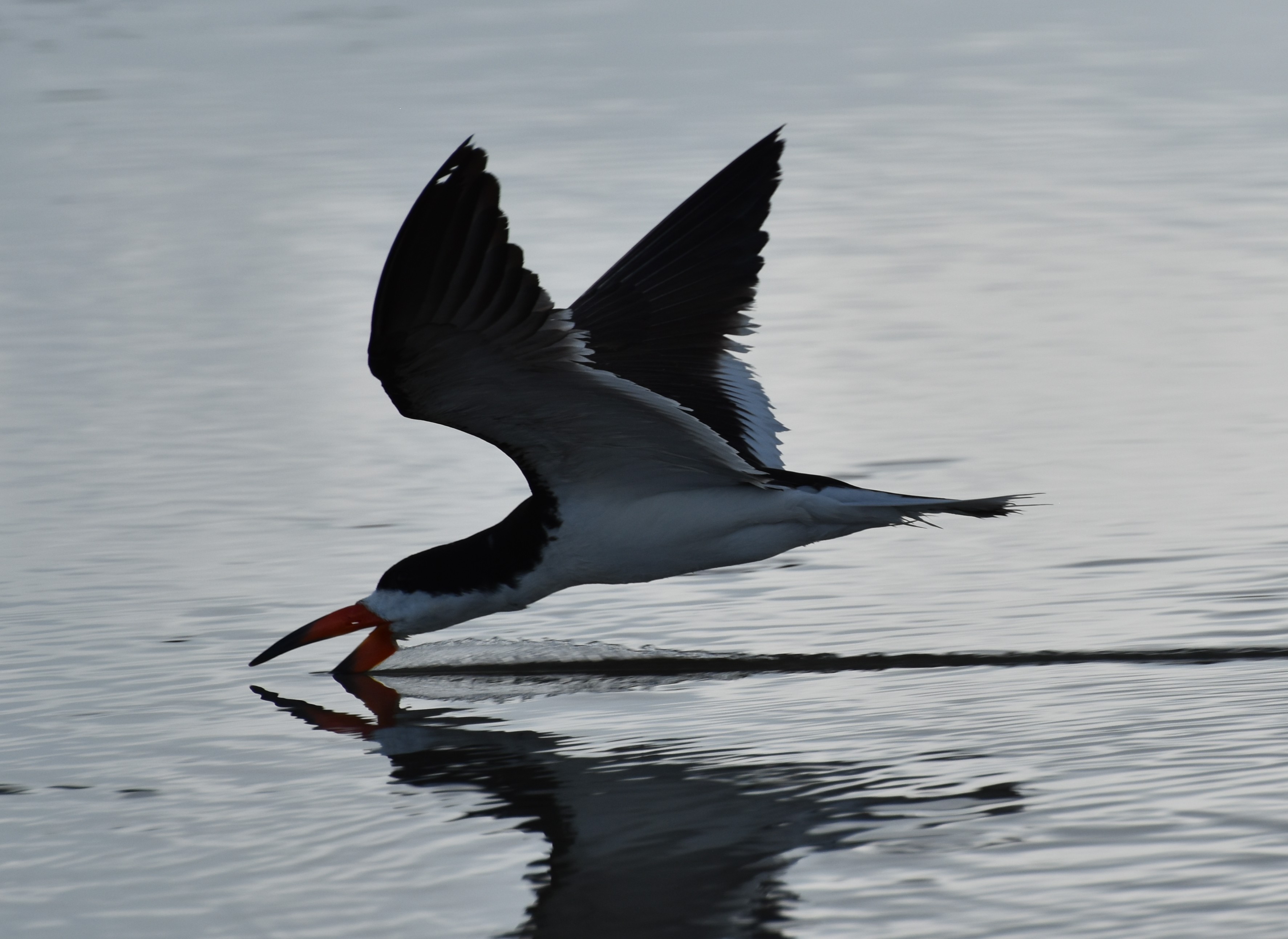 BlackSkimmer,BreedingAdult.JPG