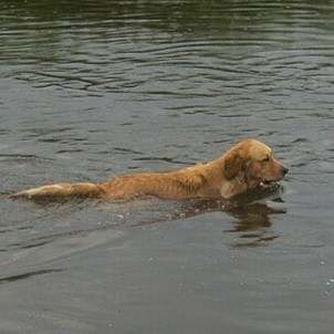 dog8.jpg