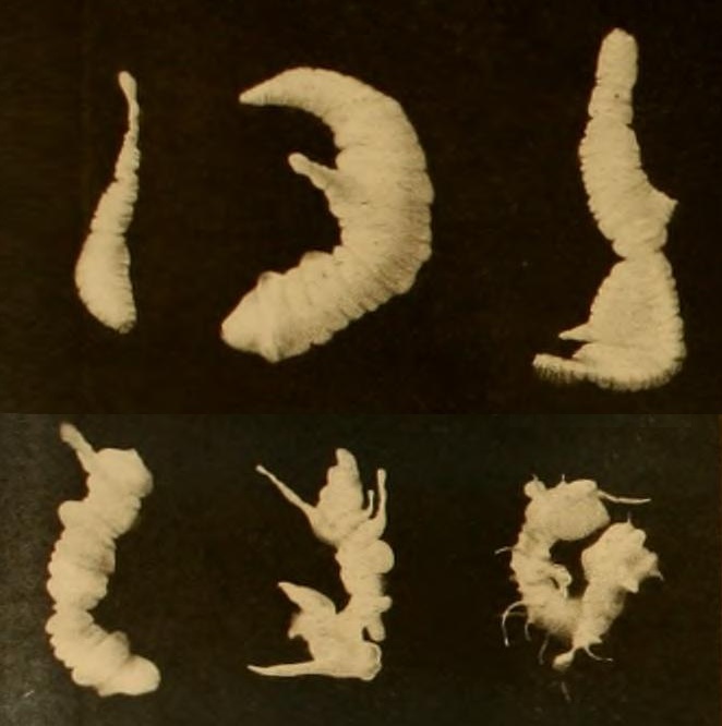 A_Plate_of_'Plerocerus_prolifer'_(=_Sparganum_proliferum)_in_Ijima_(1905).jpg
