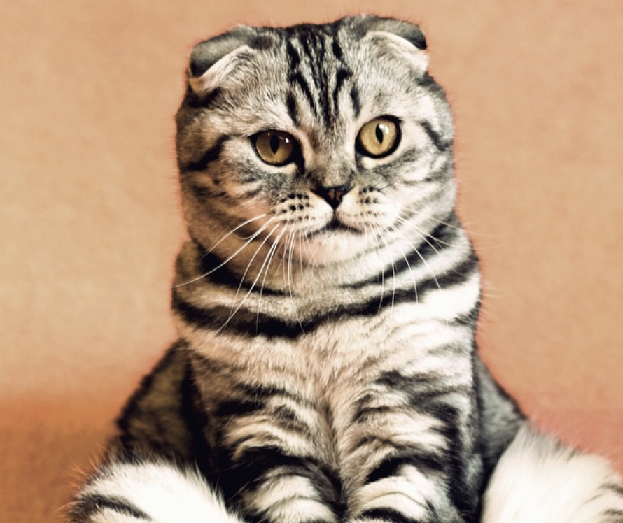 poprockscat2.png