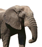 ellingfant.png