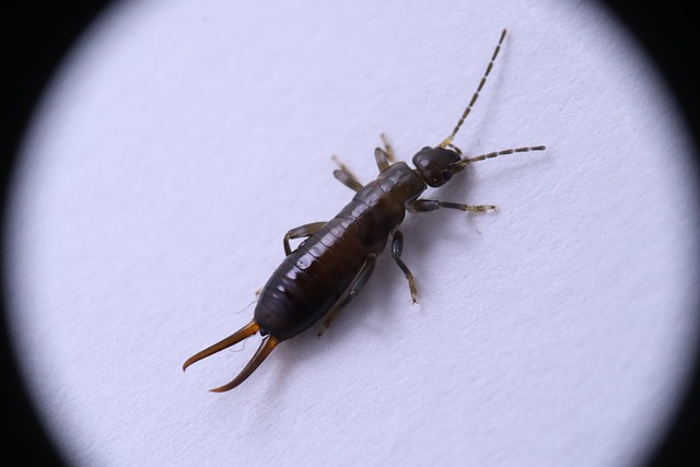 earwig.jpg