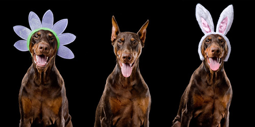 dogs.jpg
