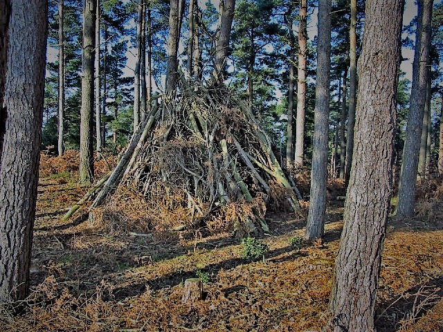 Wood.jpg