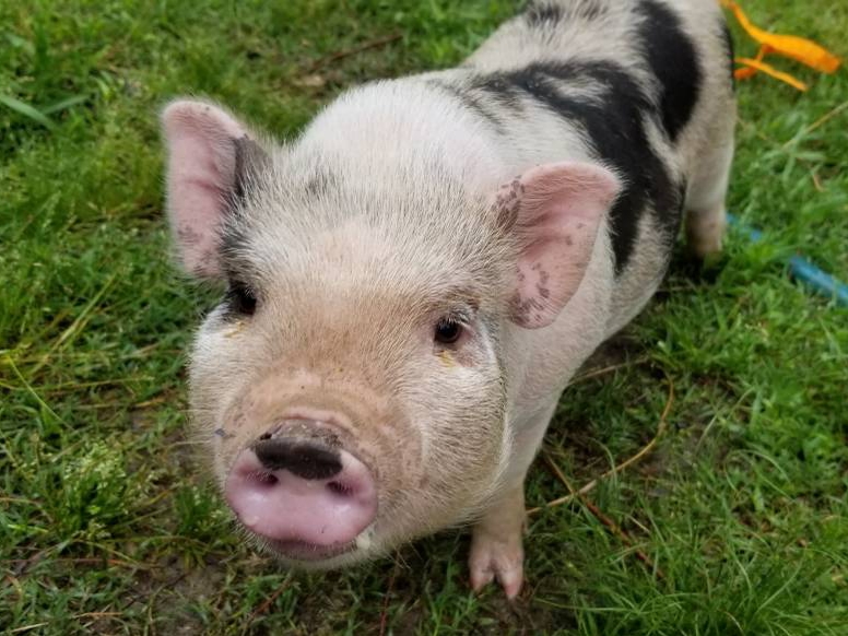 pig.jpg