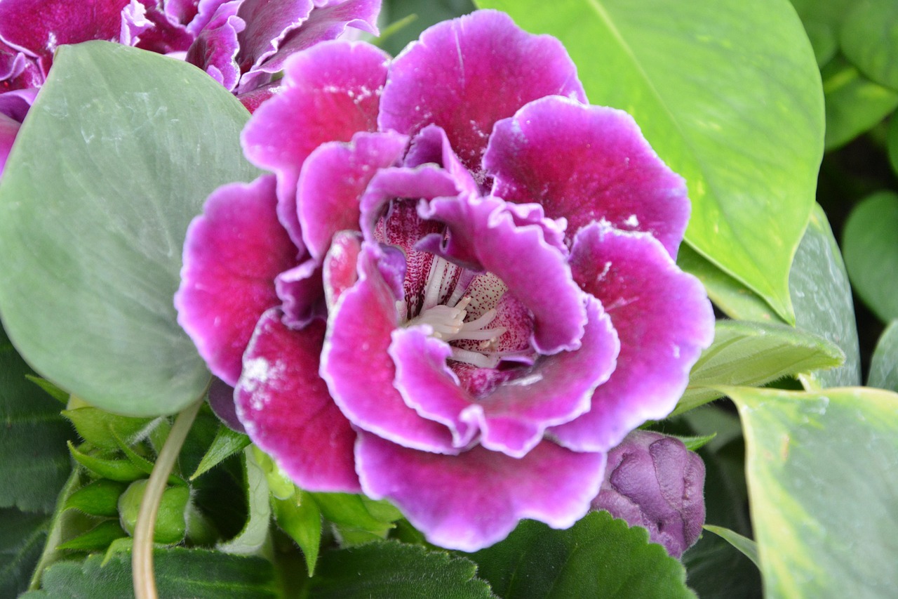 大岩桐的花语是「欲望」.jpg