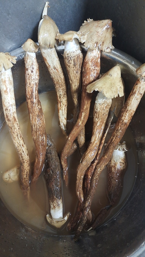 菌墨鱼.jpg