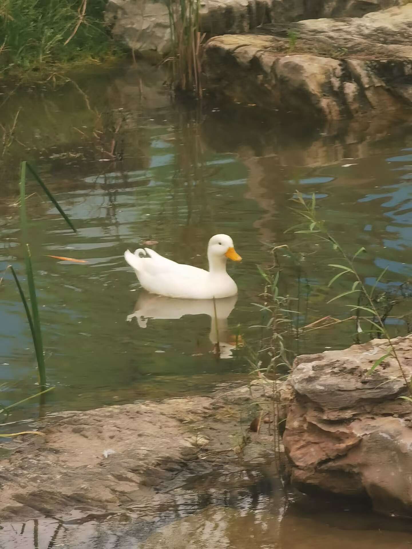 duck