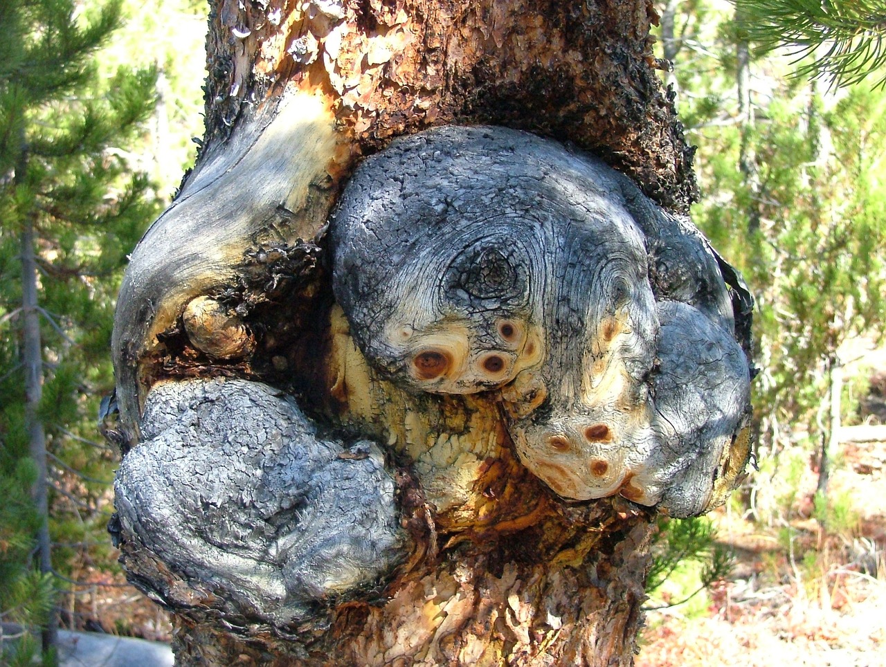tree.jpg