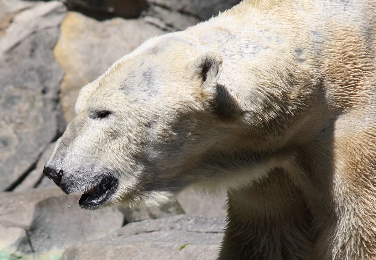 polarbear.jpg