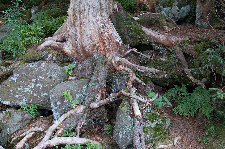 stones-root-nature-forest-preview.jpg