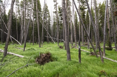 bear-country.jpg