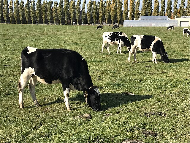 Cow.jpg