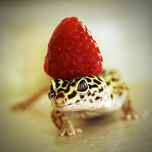 strawmander.jpg