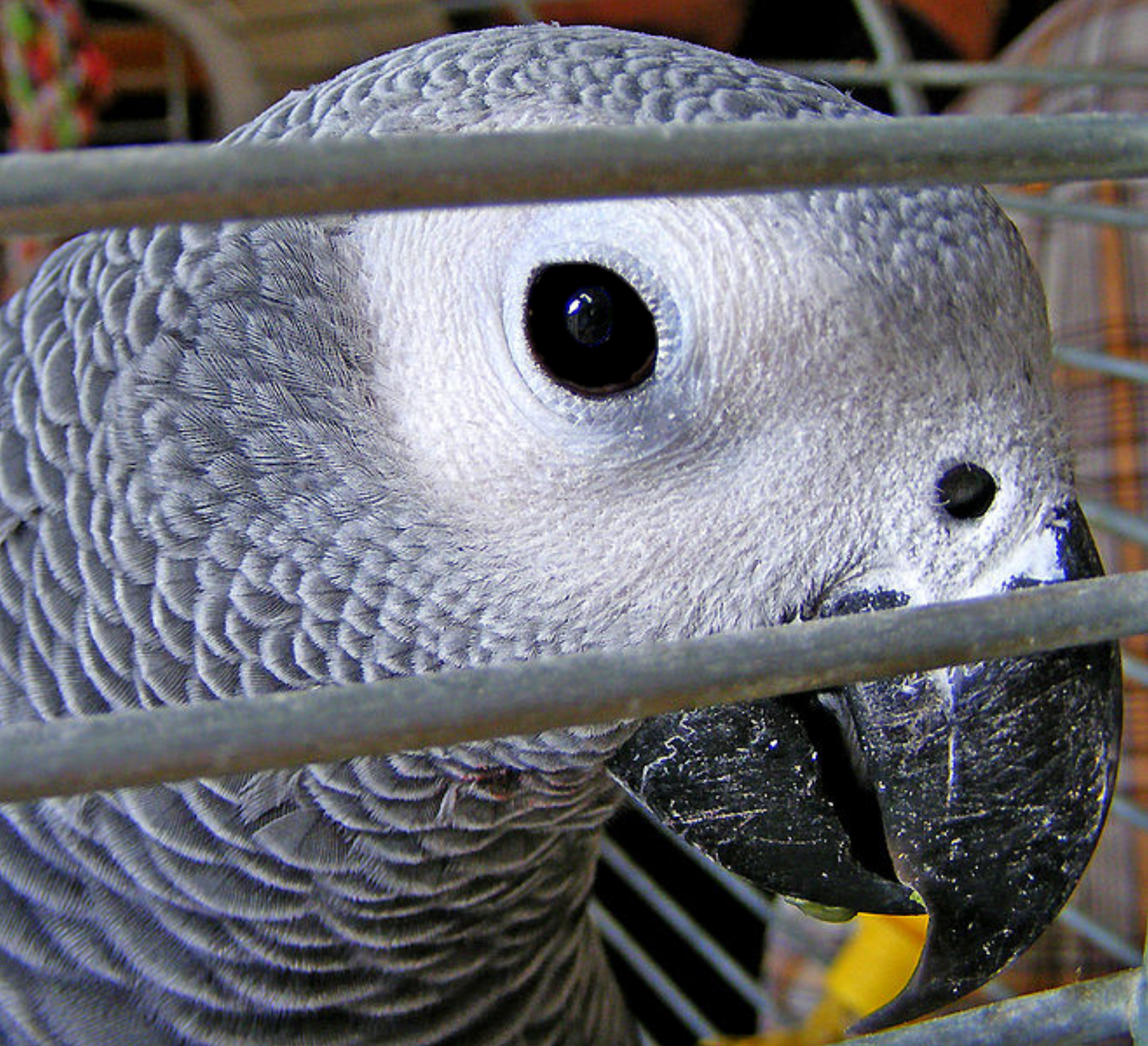birb.jpg