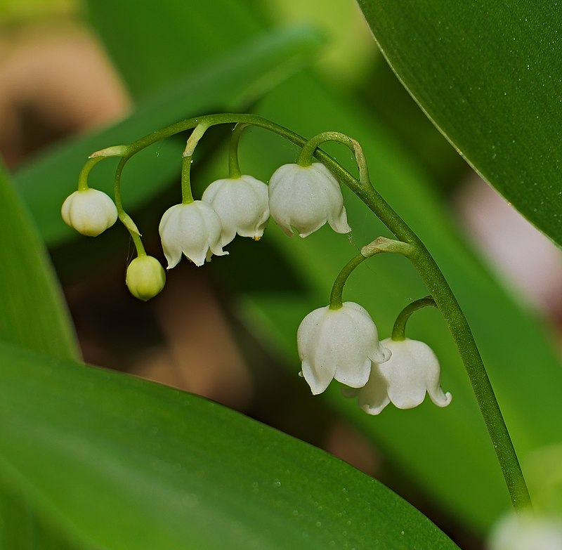 lily