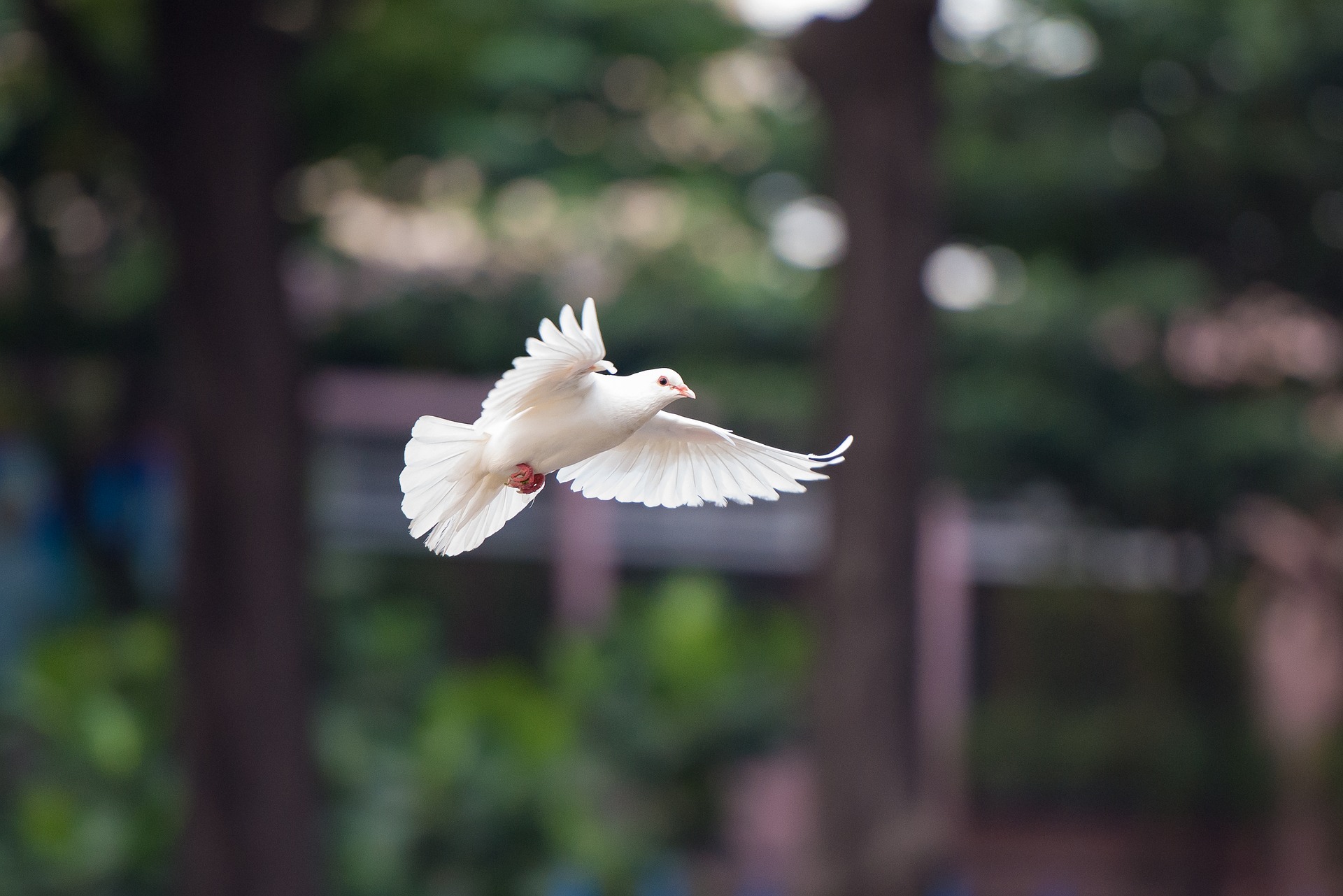 bird