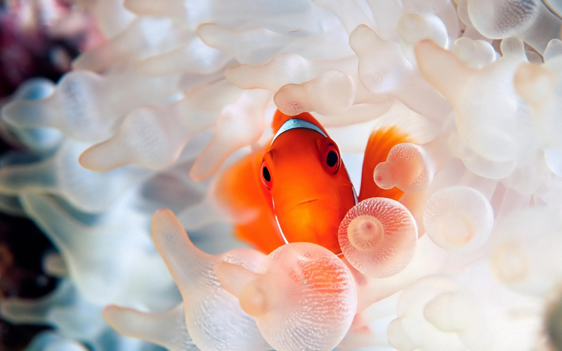 Clownfish-coral-reef-fish-Desktop-Wallpaper.jpg